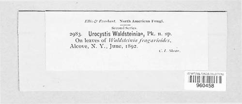 Ustacystis waldsteiniae image